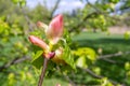 Spring Branch, Lime Buds, Young Linden Tree Leaves on Blur Background. Spring Twig Royalty Free Stock Photo