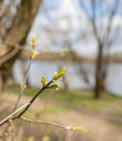 Spring Branch, Lime Buds, Young Tree Leaves on Blur Background, Spring Twig with New Green Leaves Royalty Free Stock Photo