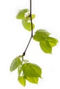 Spring branch of a lime tree Royalty Free Stock Photo