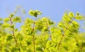 Spring branch of Metasequoia glyptostroboides Dawn Redwood