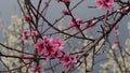 Spring branch of peach tree, latin name Prunus Persica, with beautiful pink flowers, storm cloudy skies. Royalty Free Stock Photo