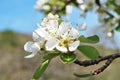 Spring branch pear blossom isolated on blue sky