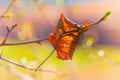 Spring branch piercing autumn leaf. Youth discards old age Royalty Free Stock Photo