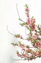 spring branch with pink flowers