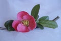 Spring branch with red flowers - Chaenomeles japonica