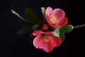 Spring branch with red flowers - Chaenomeles japonica