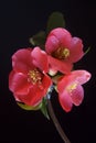 Spring branch with red flowers - Chaenomeles japonica