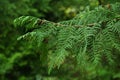 Spring branch and small cones of Sawara Cypress tree, also called Sawara or false cypress Royalty Free Stock Photo