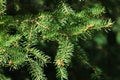 Spring branch tips of coniferous tree Eastern White Pine, also called Northern White Pine, latin name Pinus Strobus,