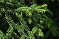 Spring branch tips of coniferous tree Oriental Spruce, also called Caucasian Spruce, latin name Picea Orientalis,