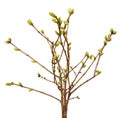 Spring branch of Tree, bud on a tree branch