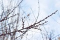 Spring branch and tree buds Royalty Free Stock Photo