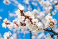 Spring. Branch with white flowers from an apricot tree close-up against a blue sky Royalty Free Stock Photo