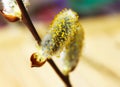 Spring branch of willow Royalty Free Stock Photo
