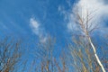 Spring branch young willow, and the clear blue blue sky Royalty Free Stock Photo