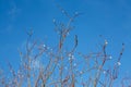Spring branch young willow, and the clear blue blue sky Royalty Free Stock Photo