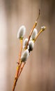 Spring branches