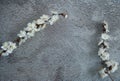 Spring branches of a blooming apricot with white petals against a rough gray concrete wall. Royalty Free Stock Photo