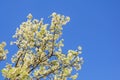 Branches of blooming cherry tree with white flowers against blue sky Royalty Free Stock Photo
