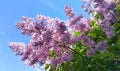 Spring branches with blossoming lilac flowers