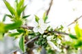 Spring branches of blossoming tree. Cherry tree in white flowers. Blurring background. Royalty Free Stock Photo