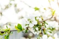 Spring branches of blossoming tree. Cherry tree in white flowers. Blurring background. Royalty Free Stock Photo