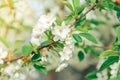Spring branches of blossoming tree. Cherry tree in white flowers. Blurring background Royalty Free Stock Photo