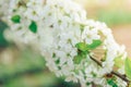 Spring branches of blossoming tree. Cherry tree in white flowers. Blurring background Royalty Free Stock Photo