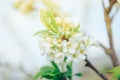 Spring branches of blossoming tree. Cherry tree in white flowers. Blurring background Royalty Free Stock Photo