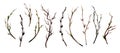 Spring branches with buds and tiny pussies set, Royalty Free Stock Photo