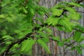 Spring branches of Dawn Redwood tree Metasequoia Glyptostroboides with typical opposite leaf arrangement