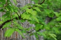 Spring branches of Dawn Redwood tree Metasequoia Glyptostroboides with typical opposite leaf arrangement Royalty Free Stock Photo