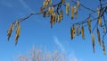 Spring branches of hazel shrub against the sky Royalty Free Stock Photo