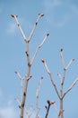 Spring branches with new buds