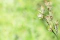 Spring branches with new green leaves. Royalty Free Stock Photo