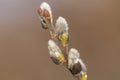 Spring branches of pussy willow on colorful blurred background. Blossoming willow of Easter. symbol of palm. Beautiful pussy willo