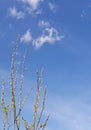 Spring branches on the sky