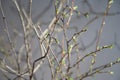 Spring branches in the sunlight play Royalty Free Stock Photo