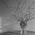 spring branches in a vase monochrome Royalty Free Stock Photo