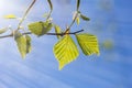 Spring bright background with birch leaves against the sky