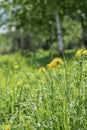 Spring. Bright blooming yellow dandelions in green grass, forest glade. Sunny day, blurred nataral background Royalty Free Stock Photo
