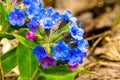 spring bright blue lungwort flower - a wonderful honey plant and a plant useful for colds Royalty Free Stock Photo