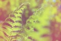 Spring bright green fern