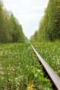 Spring bright green grass dandelions and white flowers on a abandoned railway in russian outback closeup Royalty Free Stock Photo