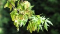 Spring bright green leaves and yellow seeds of silver maple in wind, 4K