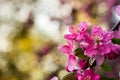 Spring bright and juicy pink background. Flowering apple tree