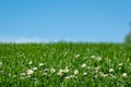 Spring bright landscape with beautiful wild flowers camomiles in green grass with a blue sky background Royalty Free Stock Photo