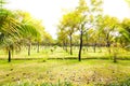 Spring bright landscape. A green lawn and even rows of trees Royalty Free Stock Photo
