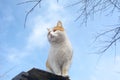 In the spring, on a sunny day, a ginger white cat on the roof Royalty Free Stock Photo