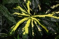 bright unusual leaves. croton